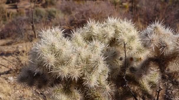 Colla Prata Cylindropuntia Echinocarpas Cholla Cactus Garden Joshua Tree National — Vídeo de Stock