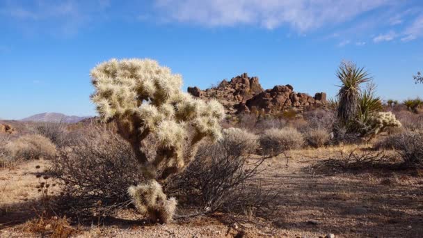 美国加利福尼亚约书亚树国家公园Cholla Cactus花园的银花 Cylindropuntia Echinocarpas — 图库视频影像