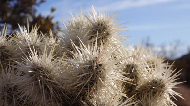 美国加利福尼亚约书亚树国家公园Cholla Cactus花园的银花 Cylindropuntia Echinocarpas — 图库视频影像