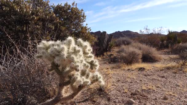 Colla Prata Cylindropuntia Echinocarpas Cholla Cactus Garden Joshua Tree National — Vídeo de Stock