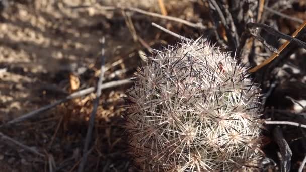 Какти Пустыне Аризона Cuscostail Foxtail Cactus Escobaria Alversonii Coryphantha Alversonii — стоковое видео