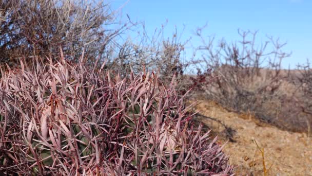 Arizona Çölünde Bir Kaktüs Echinocactus Polycephalus Cottontop Kaktüsü Çok Başlı — Stok video
