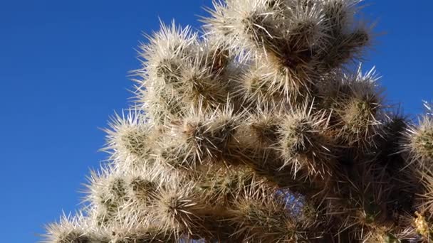 美国加利福尼亚约书亚树国家公园Cholla Cactus花园的银花 Cylindropuntia Echinocarpas — 图库视频影像