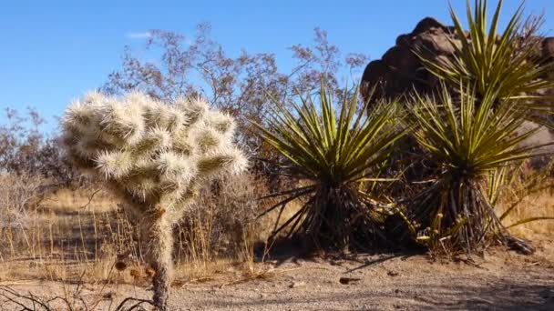 Crayon de crayon de l'Arizona avec de longues épines jaunes sur le ciel bleu. Cholla de Noël, tasajillo (Cylindropuntia leptocaulis). Parc national Joshua Tree.