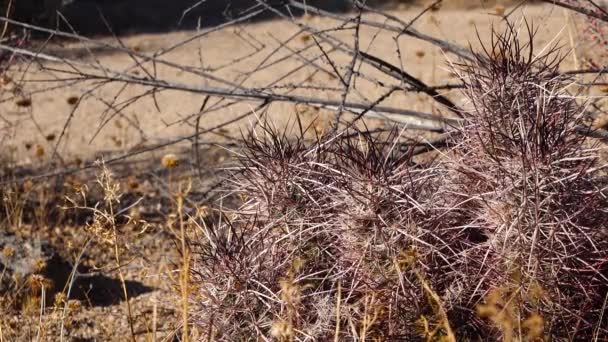 Kaktusy Poušti Arizona Arizona Claret Cup Cactus Arizona Hedgehog Cactus — Stock video