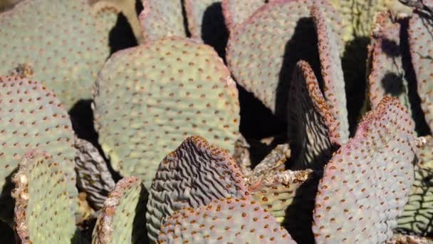 Kakteen Der Wüste Von Arizona Goldene Kaktusfeige Opuntia Aurea Basilaris — Stockvideo