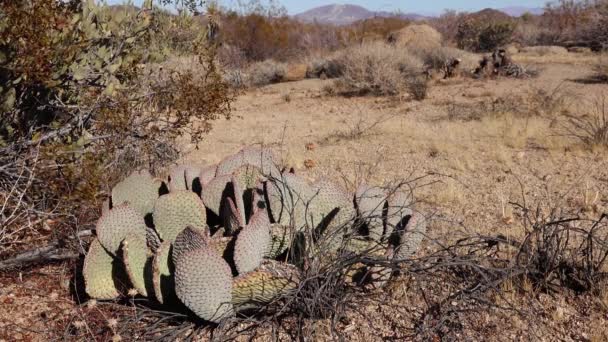 Cacti Deserto Arizona Pêra Espinhosa Dourada Opuntia Aurea Basilaris Var — Vídeo de Stock