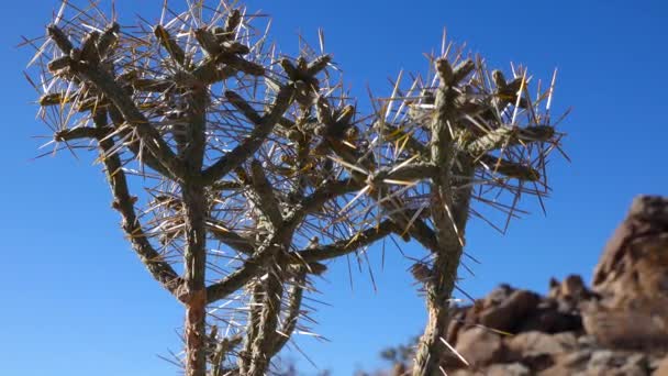 青い空に対して長い黄色の棘を持つアリゾナの鉛筆コーラ クリスマス コッラ Tasajillo Cylinropuntia Leptocaulis ジョシュアツリー国立公園 — ストック動画