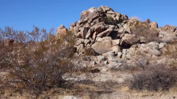 Панорама Національному Парку Джошуа Трі Joshua Tree Yucca Brevifolia Rock — стокове відео