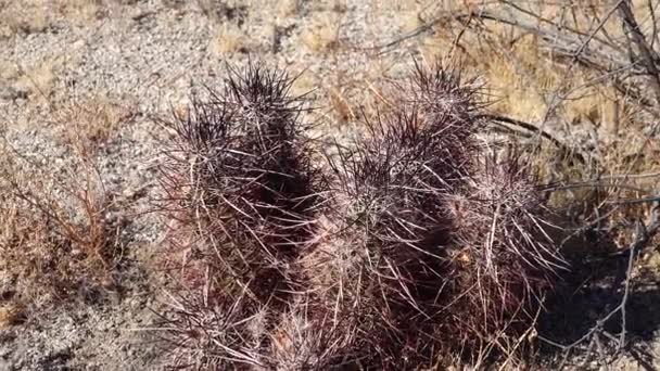 亚利桑那州沙漠里的Cacti 亚利桑那州红葡萄酒杯仙人掌 亚利桑那州刺猬仙人掌 Echinocereus Arizonicus — 图库视频影像