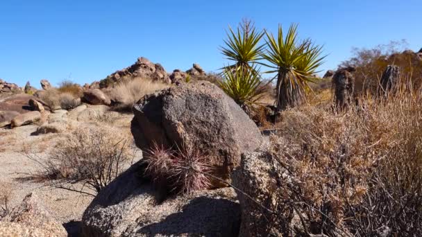 亚利桑那州沙漠里的Cacti 亚利桑那州红葡萄酒杯仙人掌 亚利桑那州刺猬仙人掌 Echinocereus Arizonicus — 图库视频影像