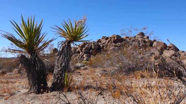 Een Panoramisch Uitzicht Joshua Tree National Park Joshua Tree Yucca — Stockvideo