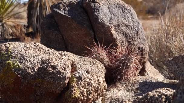 Panorámás Kilátás Nyílik Joshua Tree Nemzeti Park Józsué Yucca Brevifolia — Stock videók