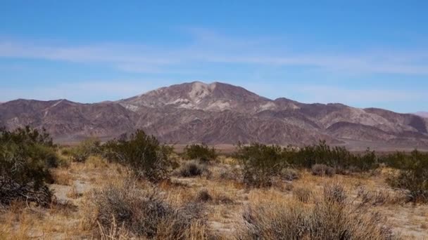 Panorámás Kilátás Nyílik Joshua Tree Nemzeti Park Józsué Yucca Brevifolia — Stock videók