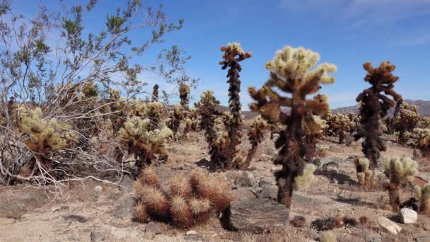 Cholla Cactus Garden Parku Narodowym Joshua Tree Miś Cholla Cylindropuntia — Wideo stockowe