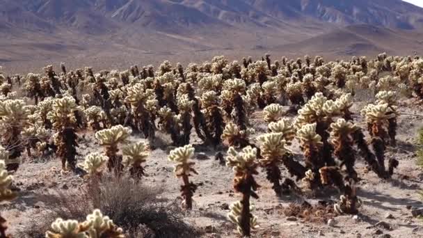 Сад Кактусов Чолла Национальном Парке Джошуа Три Teddy Bear Cholla — стоковое видео