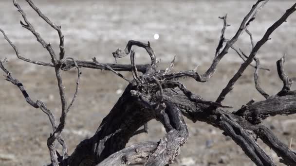 Árvore Seca Contra Pano Fundo Lago Salgado Arizona Fundo Uma — Vídeo de Stock