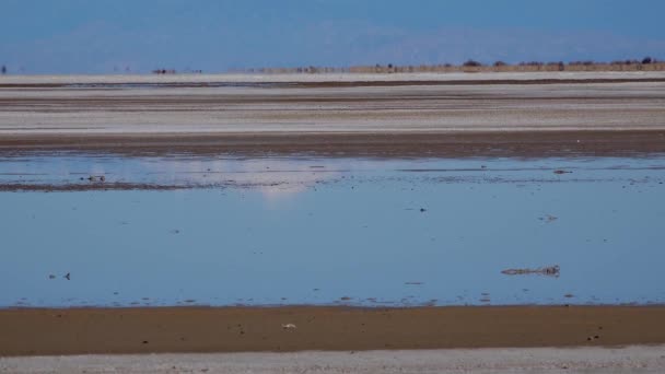 Отражение Снежных Гор Воде Соленого Озера Калифорнии — стоковое видео