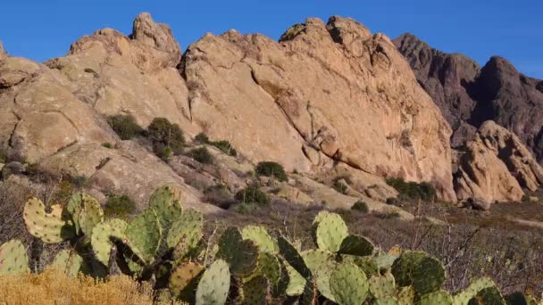 Prickly Körte Kaktusz Opuntia Saguaro Nemzeti Park Arizona Amerikai Egyesült — Stock videók