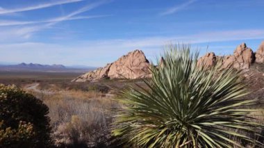 Yucca ve Cacti Arizona, ABD 'deki Kızıl Kayalıklar Dağı manzarasında.