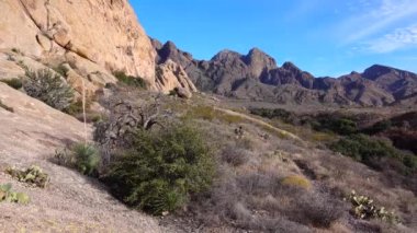 Yucca ve Cacti Arizona, ABD 'deki Kızıl Kayalıklar Dağı manzarasında.