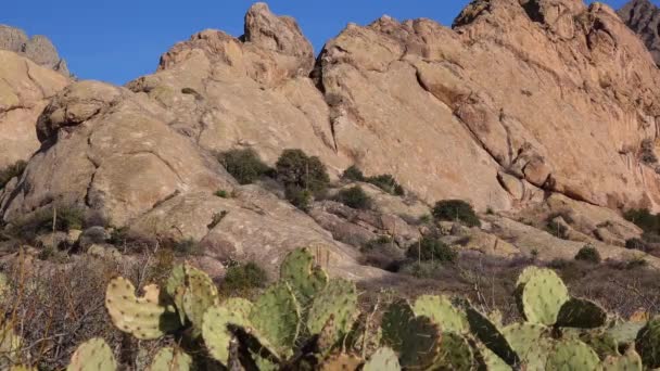 Prickly Pear Cactus Opuntia Saguaro National Park Arizona Usa — Stock Video