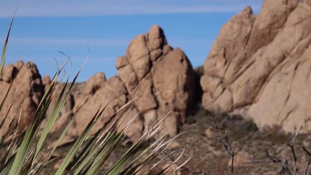 Yucca Kaktusz Egy Vörös Sziklák Hegyi Táj Arizona Usa — Stock videók