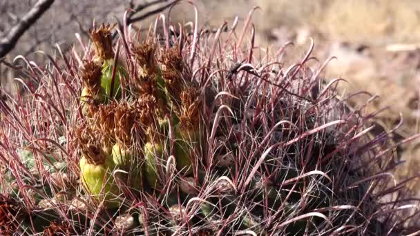 Arizona Kaktüs Tohumlu Sarı Meyveler Balık Kancası Fıçısı Şeker Fıçısı — Stok video