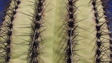 Phoenix yakınlarındaki Hewitt Kanyonu 'nda üç dev Saguaros (Carnegiea dev çayı). Organ Borusu Kaktüsü Ulusal Anıtı, Arizona, ABD
