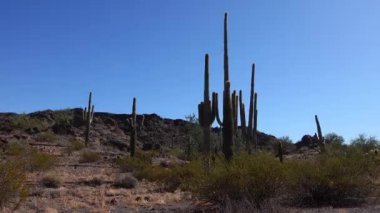 Phoenix yakınlarındaki Hewitt Kanyonu 'nda üç dev Saguaros (Carnegiea dev çayı). Organ Borusu Kaktüsü Ulusal Anıtı, Arizona, ABD