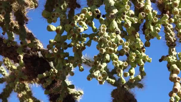 Woestijnlandschap Met Cactussen Voorgrond Vruchten Met Cactuszaden Cylindropuntia Iin Organ — Stockvideo