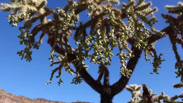 Krajobraz Pustynny Kaktusami Pierwszym Planie Owoce Nasionami Kaktusa Cylindropuntia Pomnik — Wideo stockowe