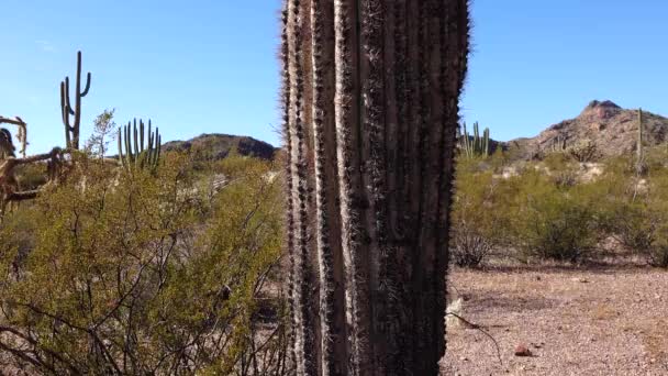 Drie Giant Saguaros Carnegiea Gigantea Bij Hewitt Canyon Bij Phoenix — Stockvideo