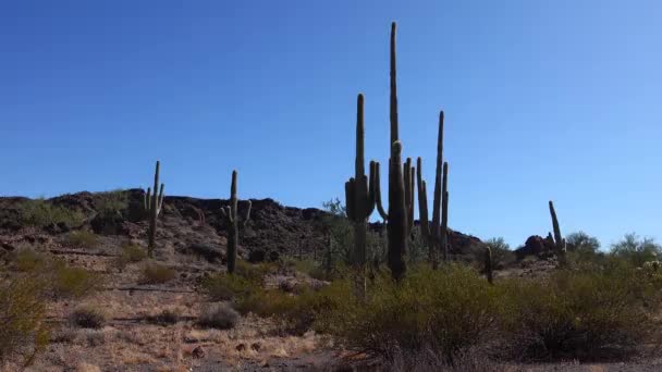 Phoenix Yakınlarındaki Hewitt Kanyonu Nda Dev Saguaros Carnegiea Dev Çayı — Stok video