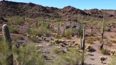 Organ Boru Kaktüsü Ulusal Anıtı, Organ Boruları, Saguaro ve Ocotillo bitkileri ile tipik çöl manzarası. Arizona