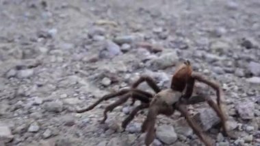 Arizona Sarışın Tarantula (Aphonopelma chalcode) yerde koşan olgun erkek. Arizona, ABD