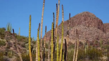 Organ Boru Kaktüsü Ulusal Anıtı, Organ Boruları, Saguaro ve Ocotillo bitkileri ile tipik çöl manzarası. Arizona