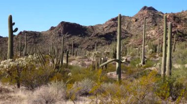 Organ Boru Kaktüsü Ulusal Anıtı, Organ Boruları, Saguaro ve Ocotillo bitkileri ile tipik çöl manzarası. Arizona