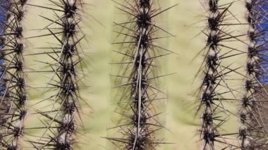 Phoenix yakınlarındaki Hewitt Kanyonu 'nda üç dev Saguaros (Carnegiea dev çayı). Organ Borusu Kaktüsü Ulusal Anıtı, Arizona, ABD