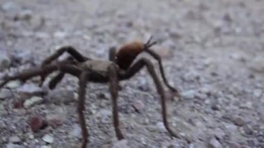 Arizona Sarışın Tarantula (Aphonopelma chalcode) yerde koşan olgun erkek. Arizona, ABD