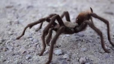 Arizona Sarışın Tarantula (Aphonopelma chalcode) yerde koşan olgun erkek. Arizona, ABD