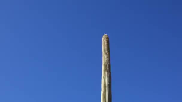 Três Saguaros Gigantes Carnegiea Gigantea Hewitt Canyon Perto Phoenix Organ — Vídeo de Stock