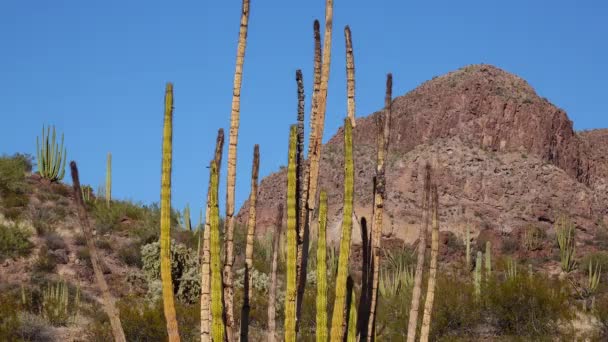 Typische Wüstenlandschaft Mit Kakteen Organ Pipe Cactus National Monument Mit — Stockvideo