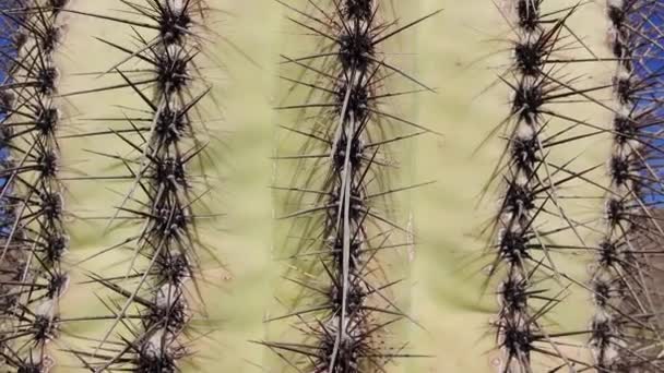 Tre Gigantiska Saguaros Carnegiea Gigantea Vid Hewitt Canyon Nära Phoenix — Stockvideo