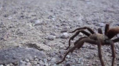 Arizona Sarışın Tarantula (Aphonopelma chalcode) yerde koşan olgun erkek. Arizona, ABD