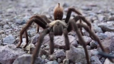 Arizona Sarışın Tarantula (Aphonopelma chalcode) yerde koşan olgun erkek. Arizona, ABD