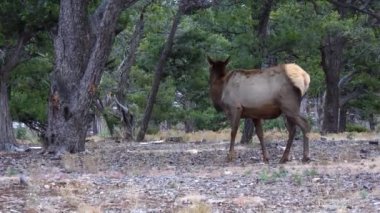 Boynuzsuz büyük geyik Arizona 'daki Büyük Kanyon bölgesinde kuru ot yiyor.