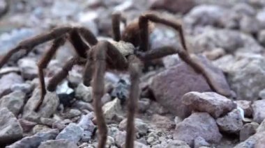 Arizona Sarışın Tarantula (Aphonopelma chalcode) yerde koşan olgun erkek. Arizona, ABD