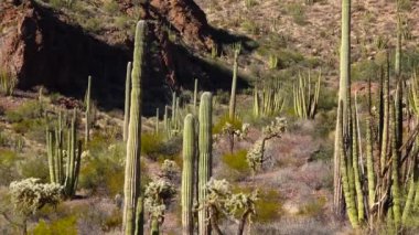 Organ Boru Kaktüsü Ulusal Anıtı, Organ Boruları, Saguaro ve Ocotillo bitkileri ile tipik çöl manzarası. Arizona