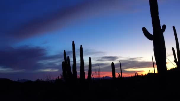 Drie Giant Saguaros Carnegiea Gigantea Tegen Achtergrond Van Rode Wolken — Stockvideo